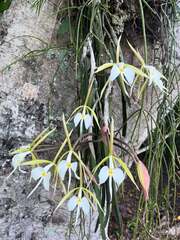 Epidendrum parkinsonianum, photograph (c) Nora Jácome, some rights reserved (CC BY)