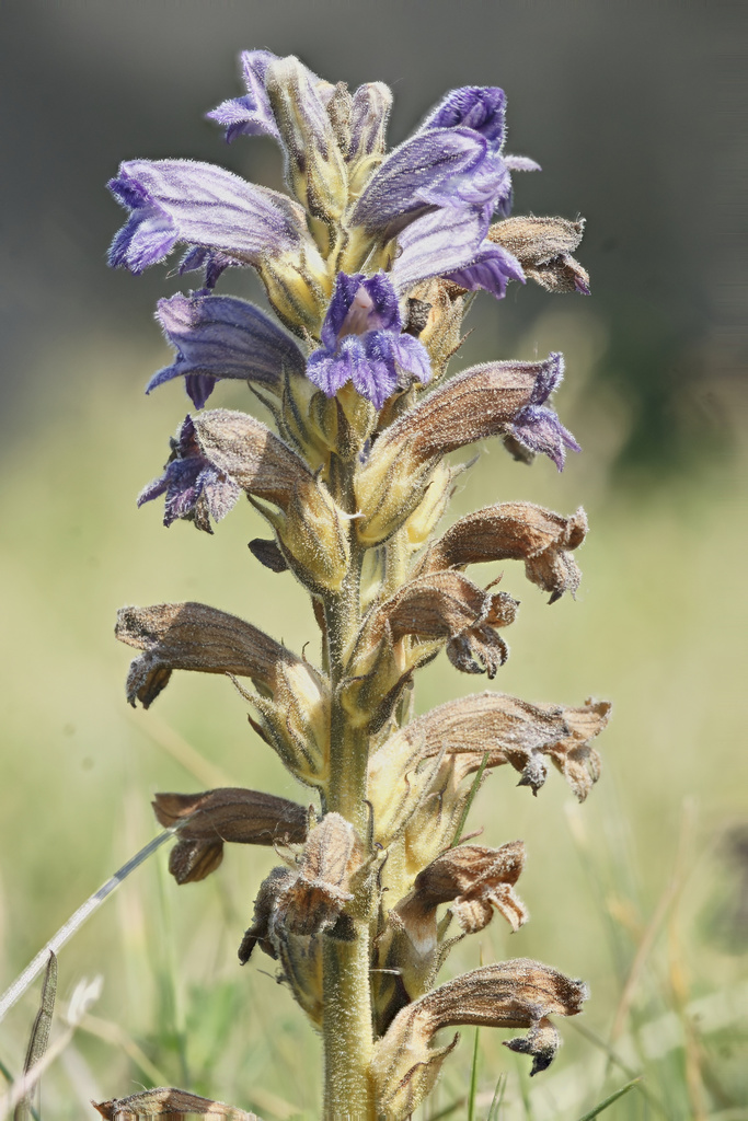 Illustration de Orobanche purpurea Jacq.