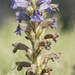 Yarrow Broomrape - Photo (c) bathyporeia, some rights reserved (CC BY-SA)