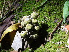 Lithocarpus dealbatus