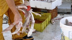 Mustelus