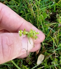 Stellaria parva