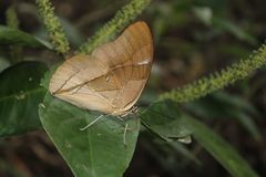 Archaeoprepona chalciope