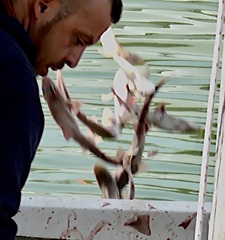 Mustelus