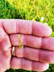Stellaria parva