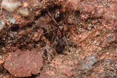 Odontoponera transversa