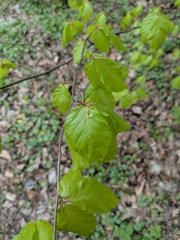 no rights reserved European beech