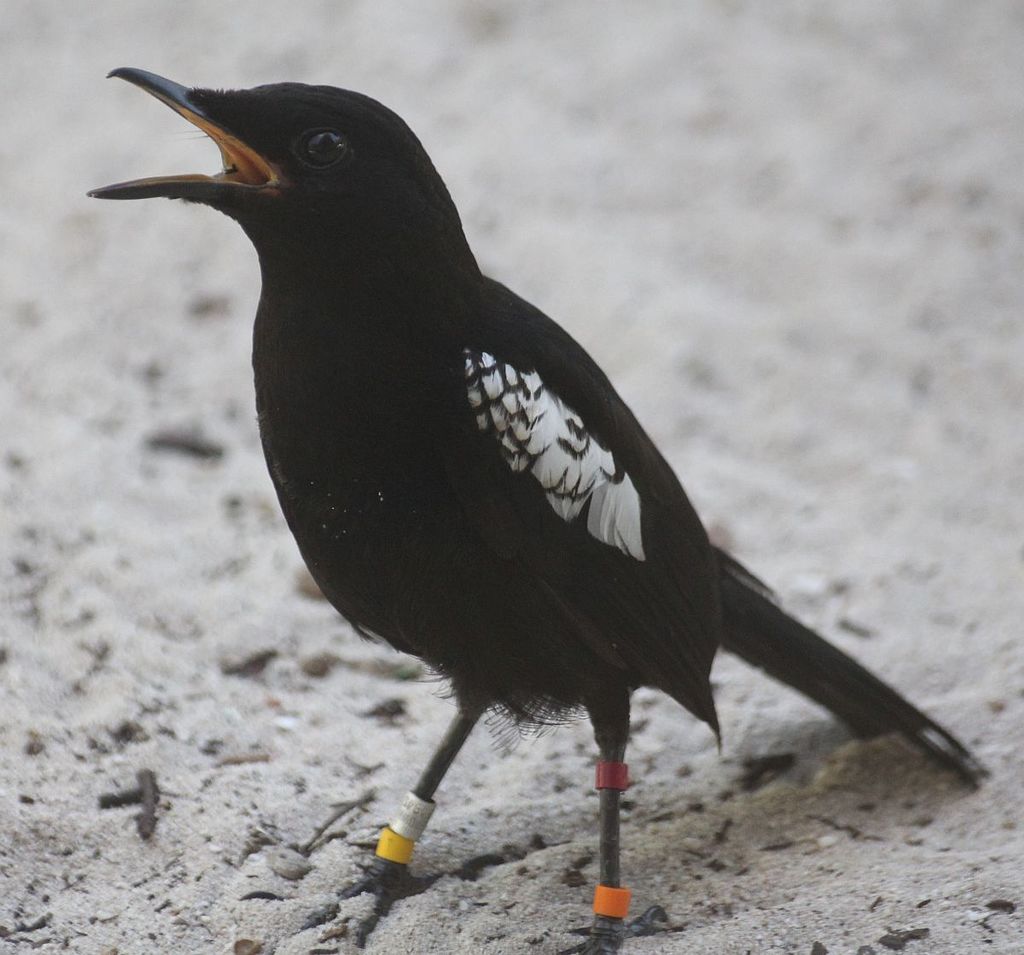 Seychelles Magpie-Robin in September 2015 by Norbert Sauberer · iNaturalist