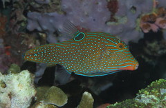 Canthigaster papua