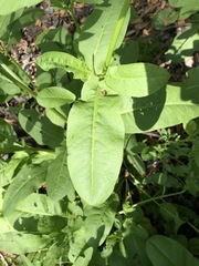 Rumex obovatus