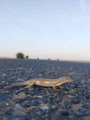 Arabian Sand Skink photo 5