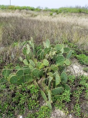 Opuntia bentonii