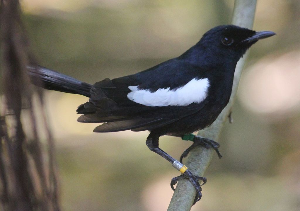 Seychelles Magpie-Robin (Copsychus sechellarum) photo