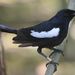 Seychelles Magpie-Robin - Photo (c) Norbert Sauberer, some rights reserved (CC BY-NC), uploaded by Norbert Sauberer