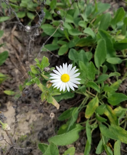 Aphanostephus skirrhobasis var. kidderi