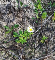 Aphanostephus skirrhobasis kidderi