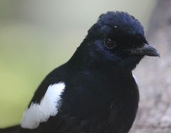 Copsychus sechellarum