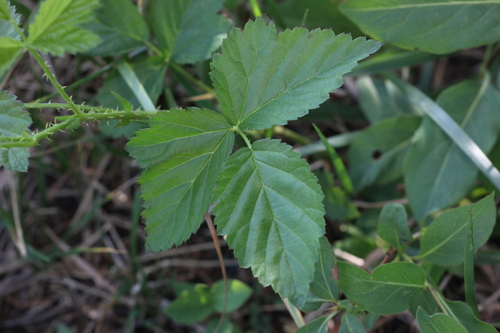 Aberdeen dewberry (Rubus depavitus)