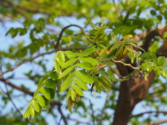Cassia bakeriana
