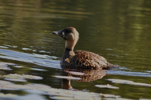 White-backed Duck (Thalassornis leuconotus), photo 6