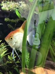 Pterophyllum