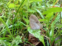 Archeuptychia cluena