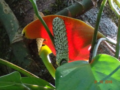 Monsteroideae