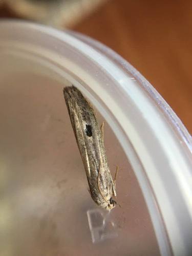 Stored Nut Moth