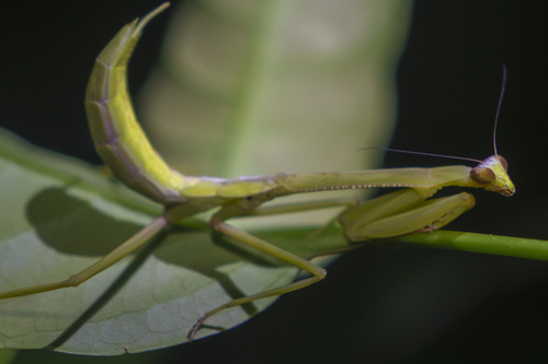 Oxyopsis festae