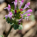 Henbit Deadnettle - Photo (c) Meghan Cassidy, some rights reserved (CC BY-SA), uploaded by Meghan Cassidy
