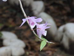 Dendrobium
