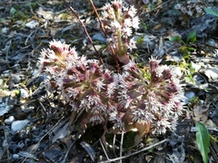 Petasites paradoxus