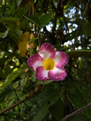 Mandevilla callista