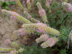 Dalea villosa
