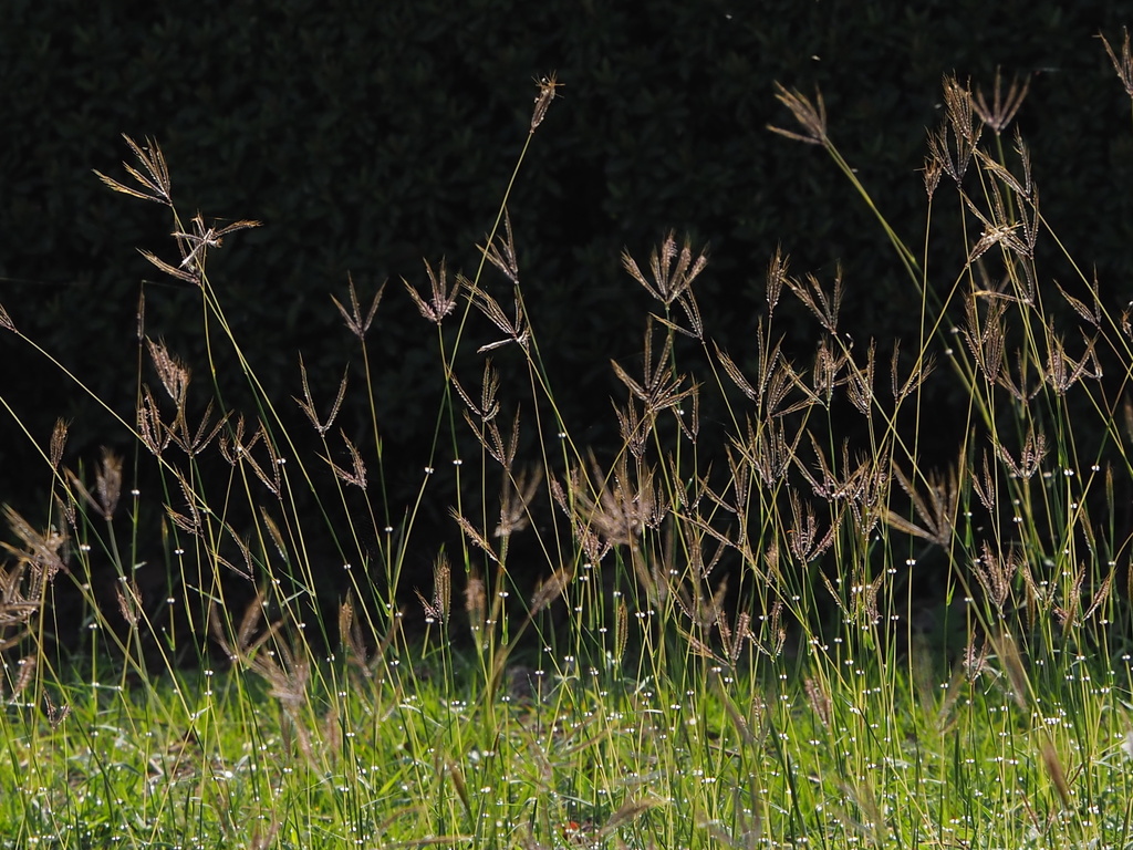 花草圖 国内2月18日/25日発売予定】アディダス オリジナルス ZX 8000