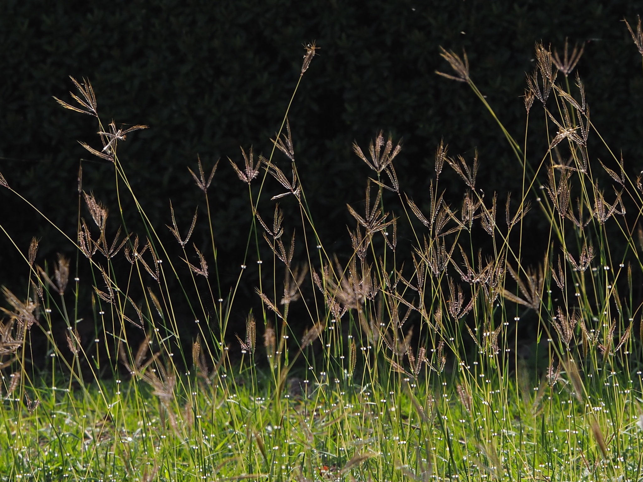 Dichanthium annulatum