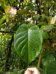 Mandevilla callista