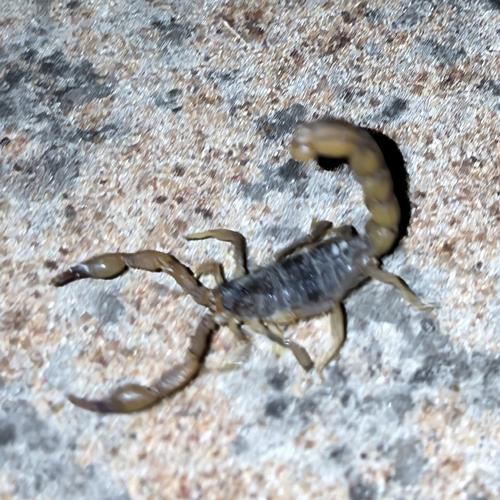 Hottentotta minax