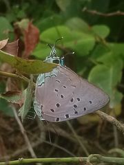 Pseudolycaena marsyas