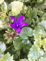 Campanula poscharskyana
