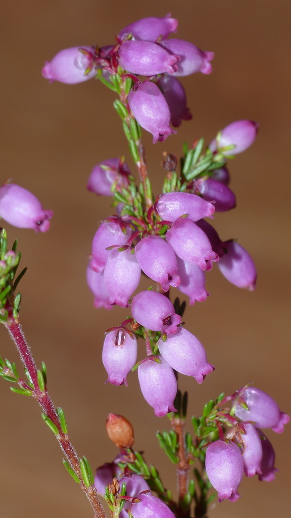 Winter heath