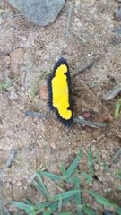 Xanthyris flaveolata