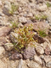 Chorizanthe corrugata