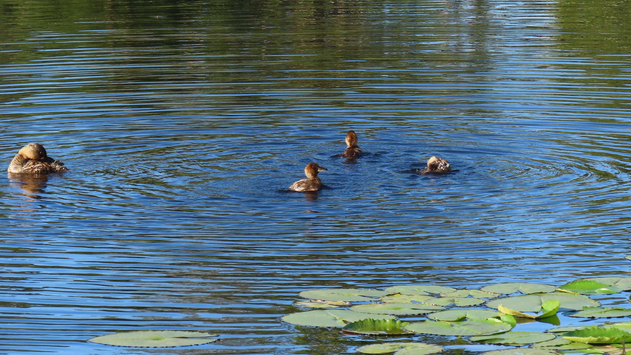 White-backed Duck (Thalassornis leuconotus), photo 10