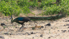 Pavo muticus