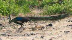 Pavo muticus