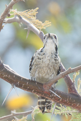 Dendrocopos analis