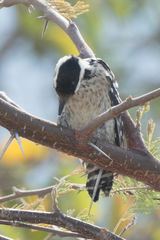 Dendrocopos analis