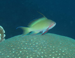 Pseudanthias huchtii