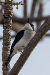 Hemipus hirundinaceus